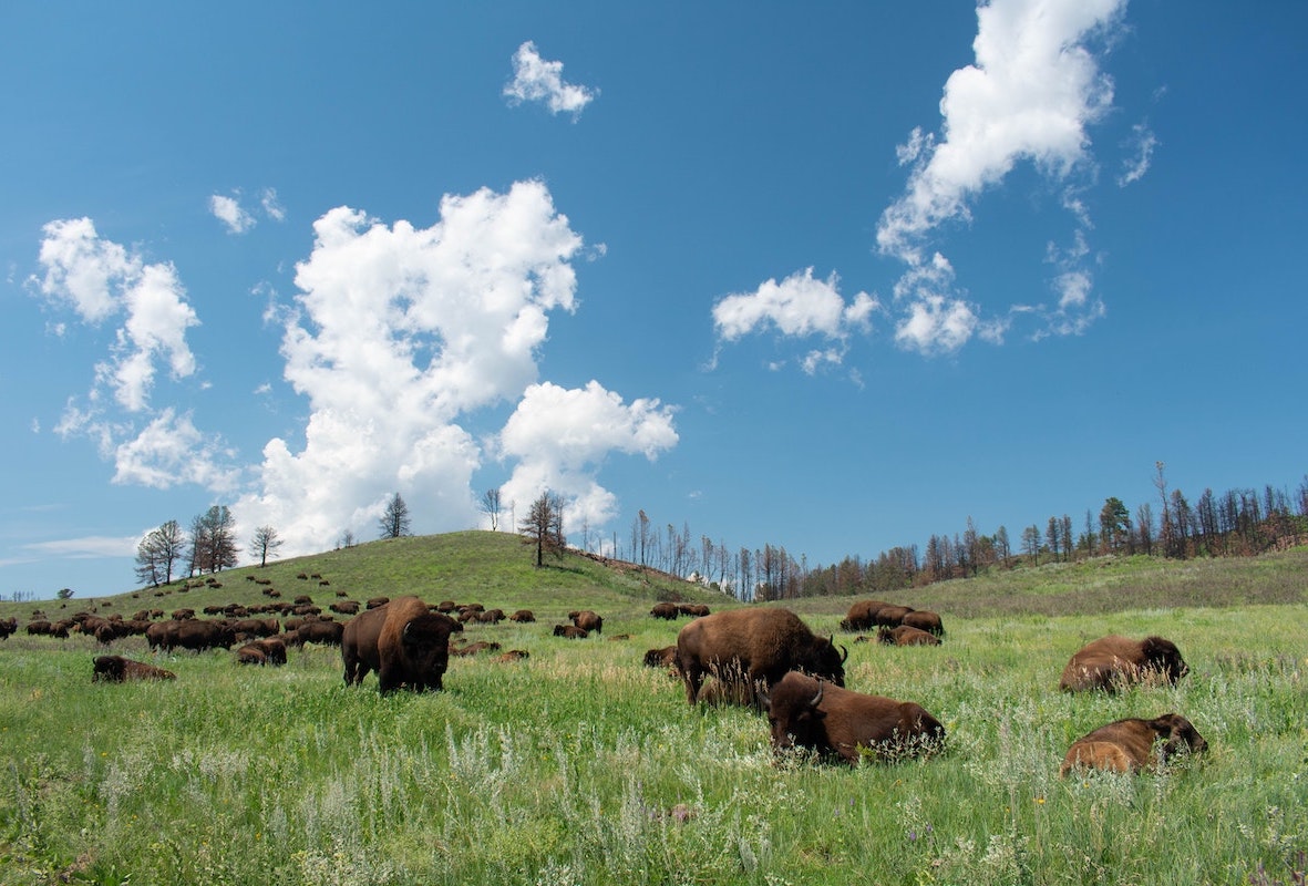 Grasslands context body